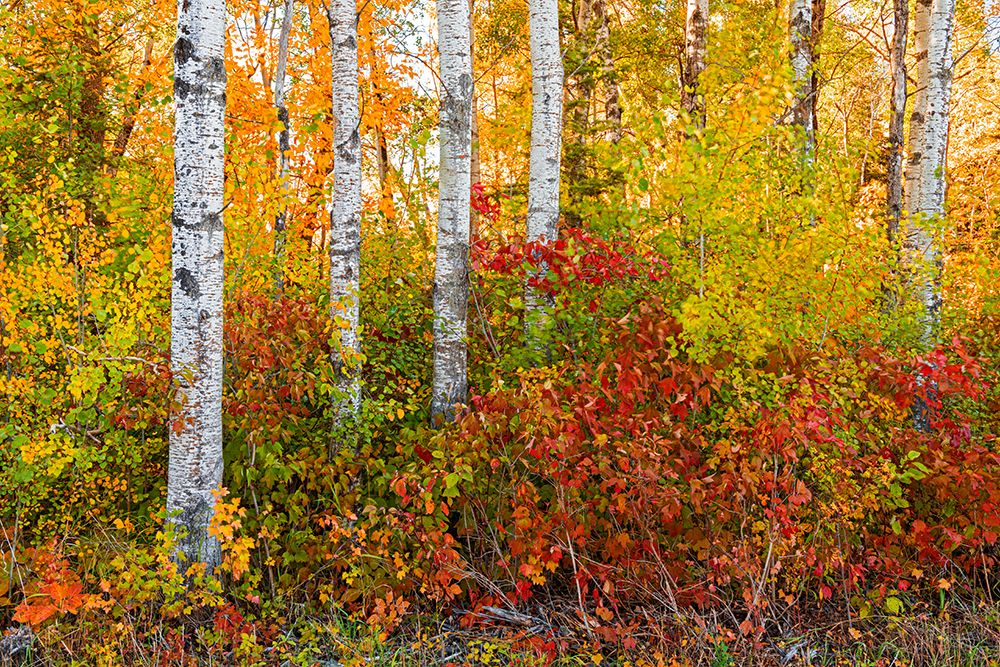 Canada- Manitoba. Autumn colors Hecla-Grindstone Provincial Park. art print by Jaynes Gallery for $57.95 CAD